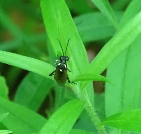 Macrophya duodecimpunctata